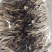 江西省抚州市广昌县茶树菇产地直销精品五号菇剪根