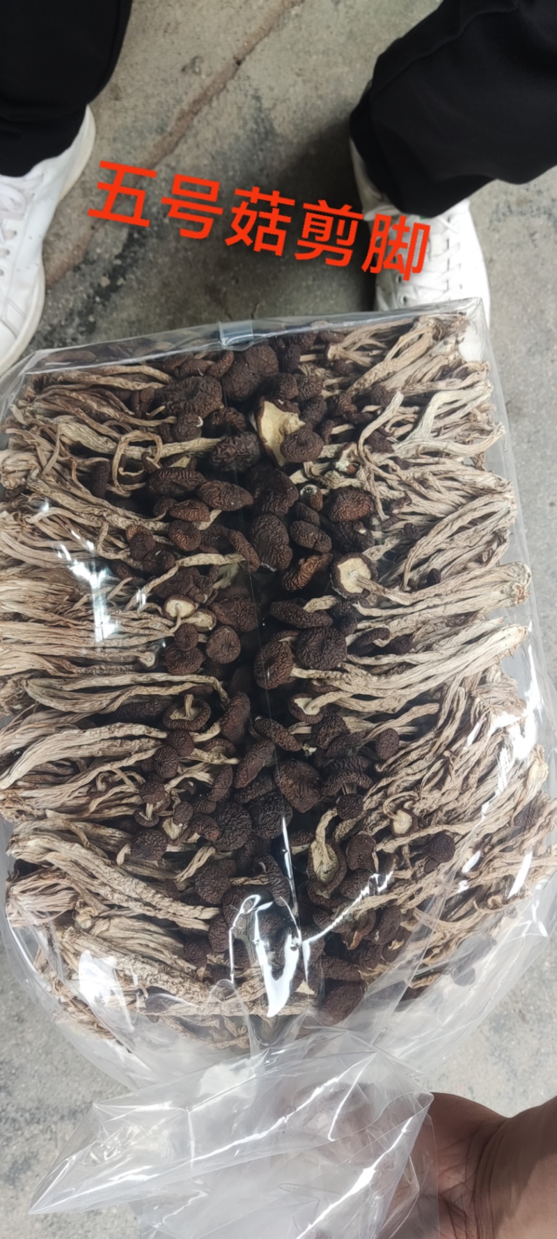 江西省抚州市广昌县茶树菇产地直销精品五号菇剪根