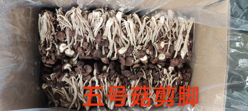 江西省抚州市广昌县茶树菇产地直销精品五号菇剪根