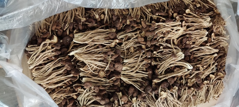 江西省抚州市广昌县茶树菇产地直销精品五号菇剪根