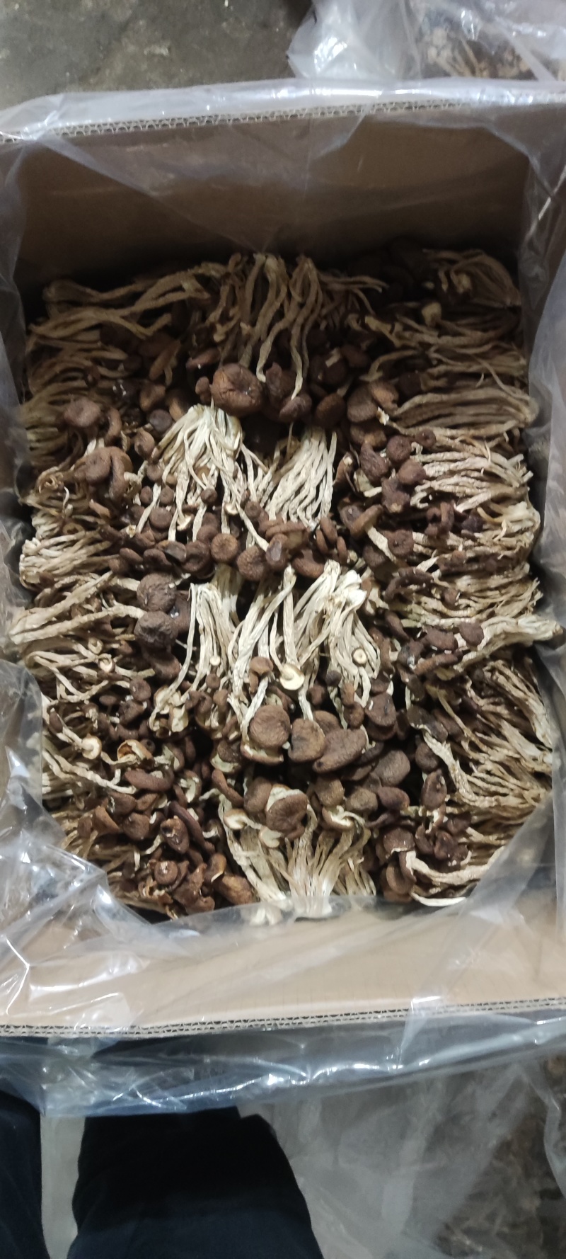 江西省抚州市广昌县茶树菇产地直销精品五号菇剪根
