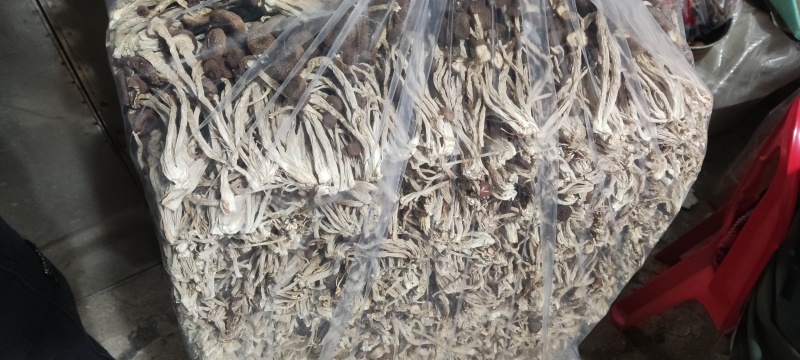 江西省抚州市广昌县茶树菇产地直销精品五号菇剪根