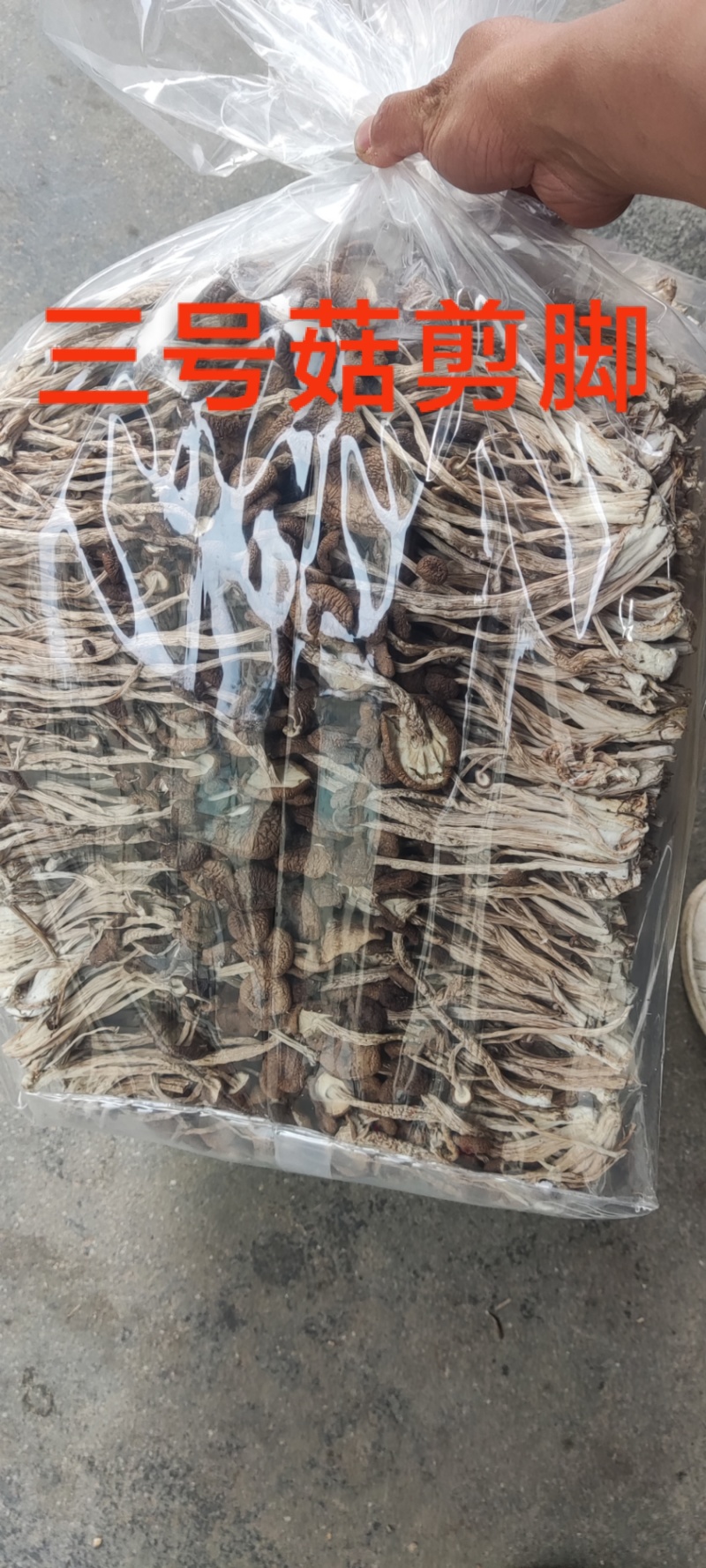 江西省抚州市广昌县茶树菇产地直销精品五号菇剪根