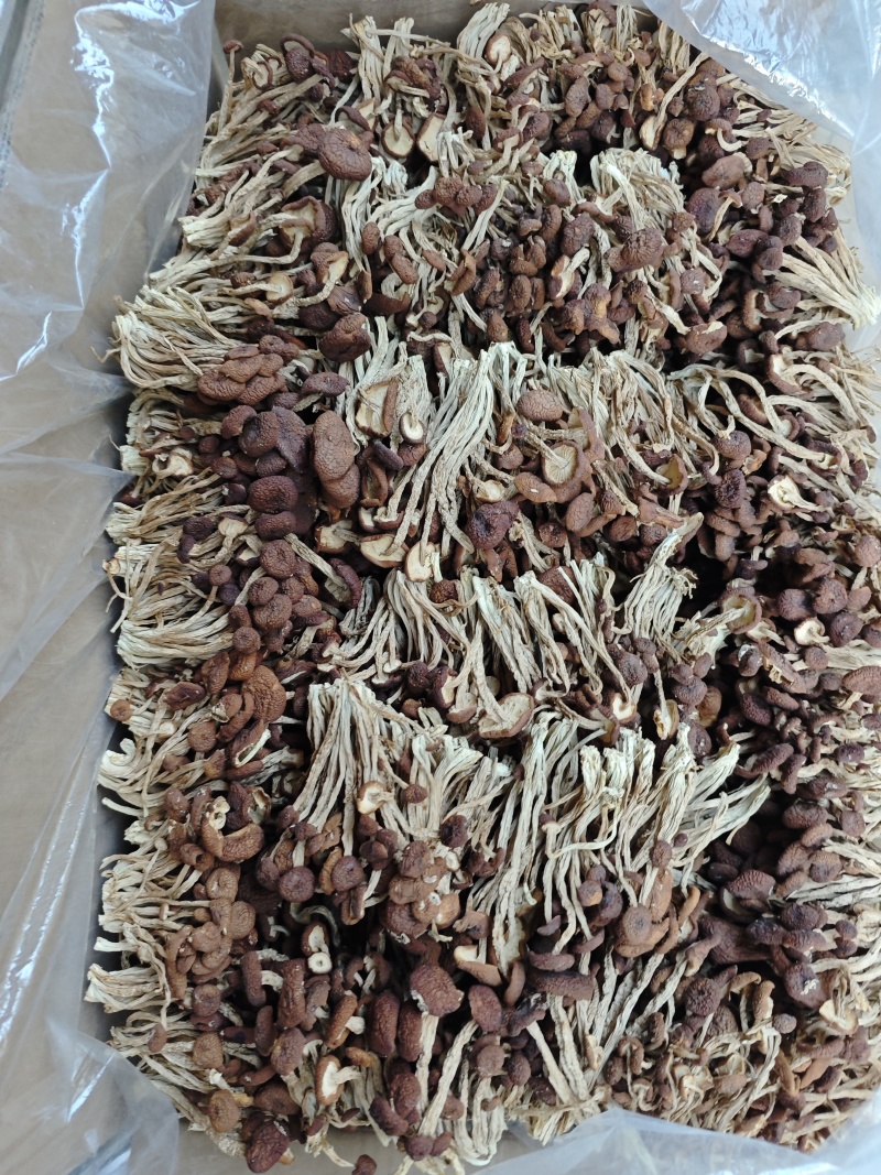 江西省抚州市广昌县茶树菇产地直销精品五号菇剪根