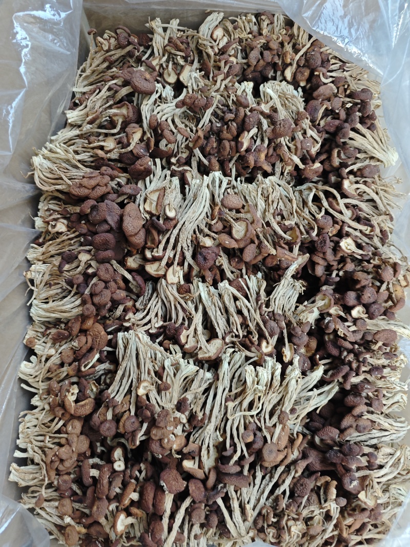 江西省抚州市广昌县茶树菇产地直销精品五号菇剪根