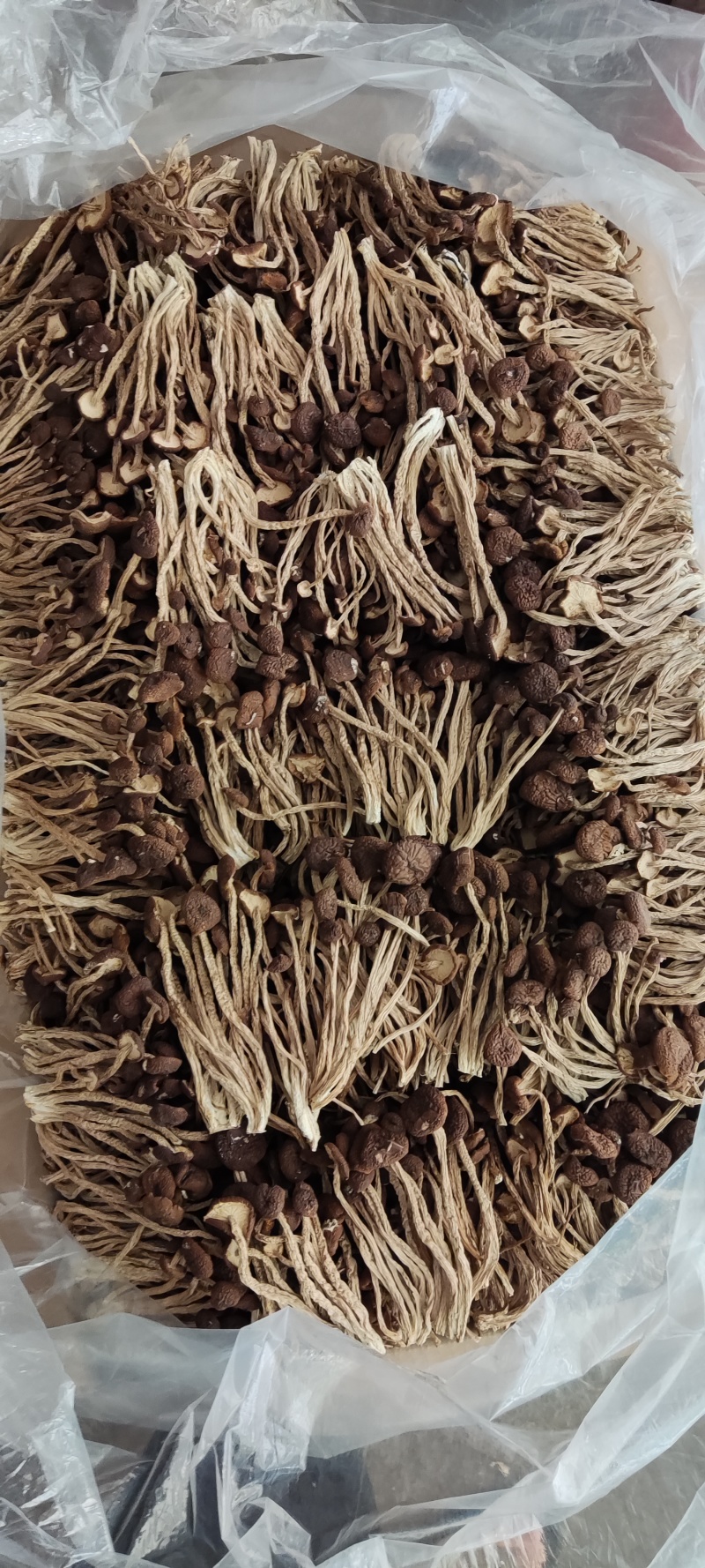 江西省抚州市广昌县茶树菇产地直销精品五号菇剪根