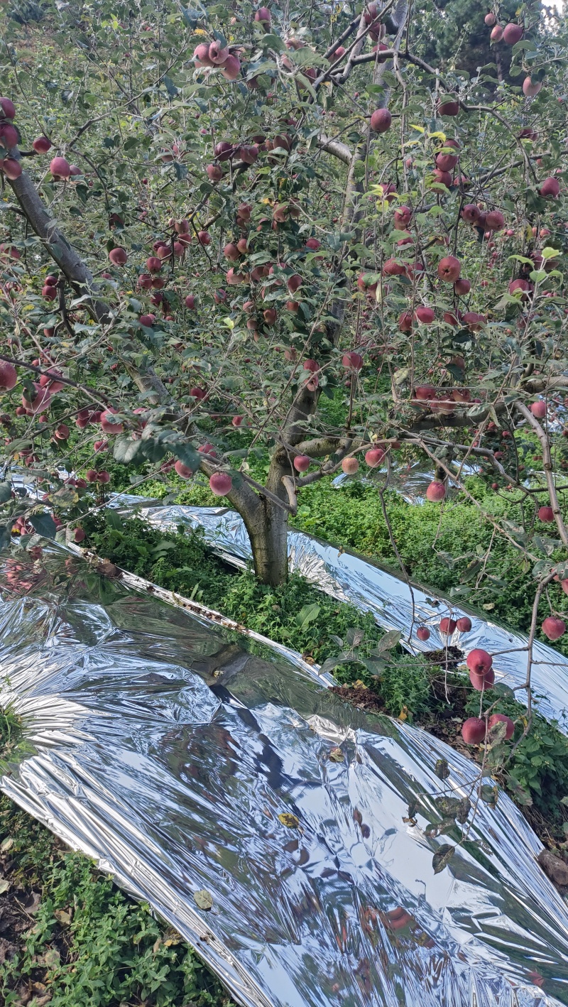 高山糖心丑苹果平均海拔超2300米的糖心丑苹果