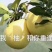 三红柚
