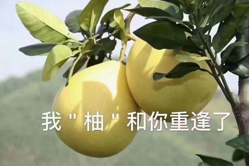 三红柚