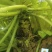 云南保山高海拔种植山葵