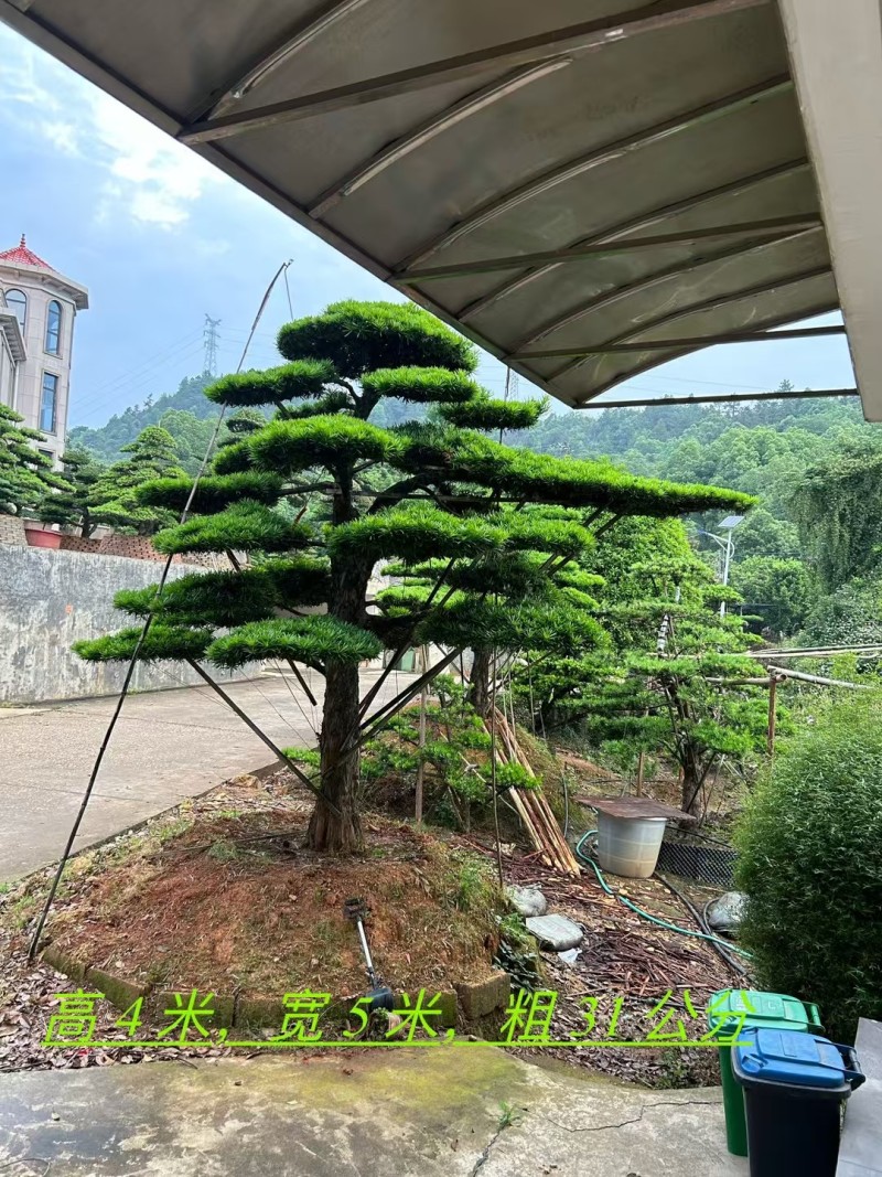 罗汉松盆景，基地直销，一手货源