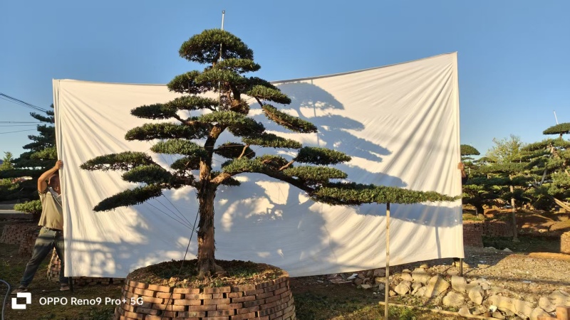 罗汉松盆景，基地直销，一手货源