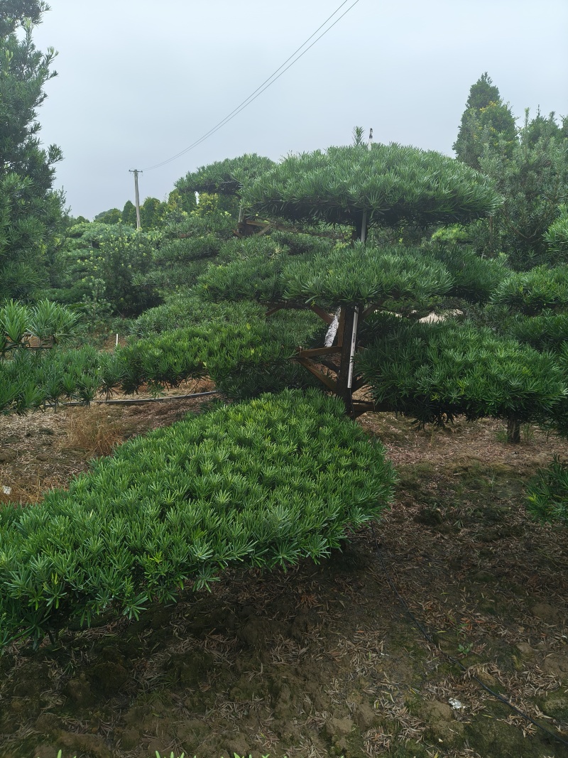 罗汉松盆景，基地直销，一手货源