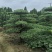罗汉松盆景，基地直销，一手货源
