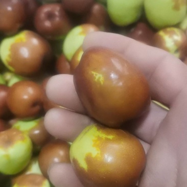 梨枣下来了，有需要的朋友可以联系我