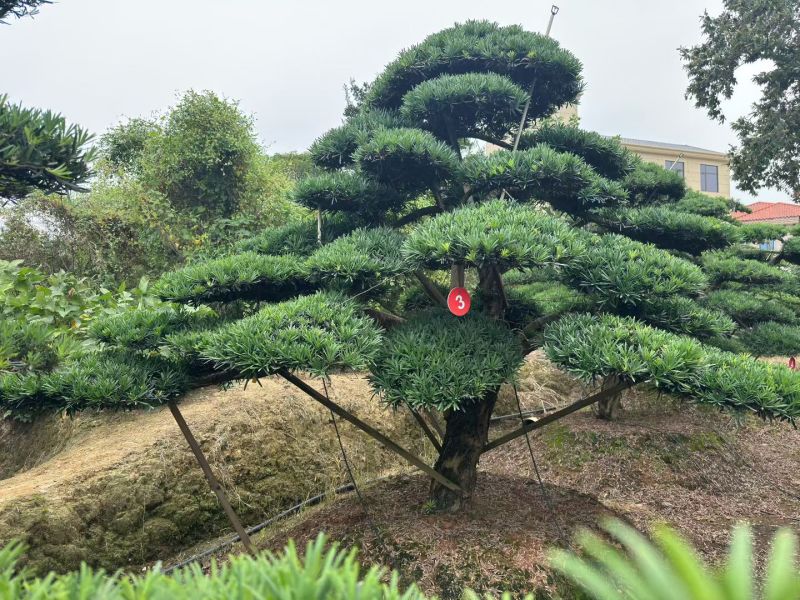 罗汉松盆景，基地直销，一手货源