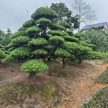 罗汉松盆景，基地直销，一手货源