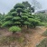 罗汉松盆景，基地直销，一手货源