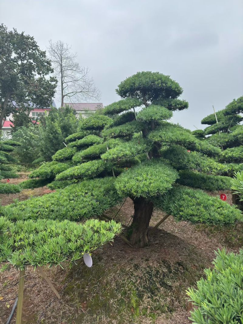 精品造型罗汉松，基地直销，价格优惠，一手货源