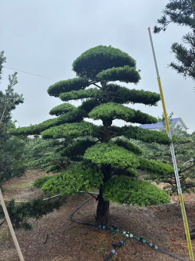 精品造型罗汉松，基地直销，价格优惠，一手货源