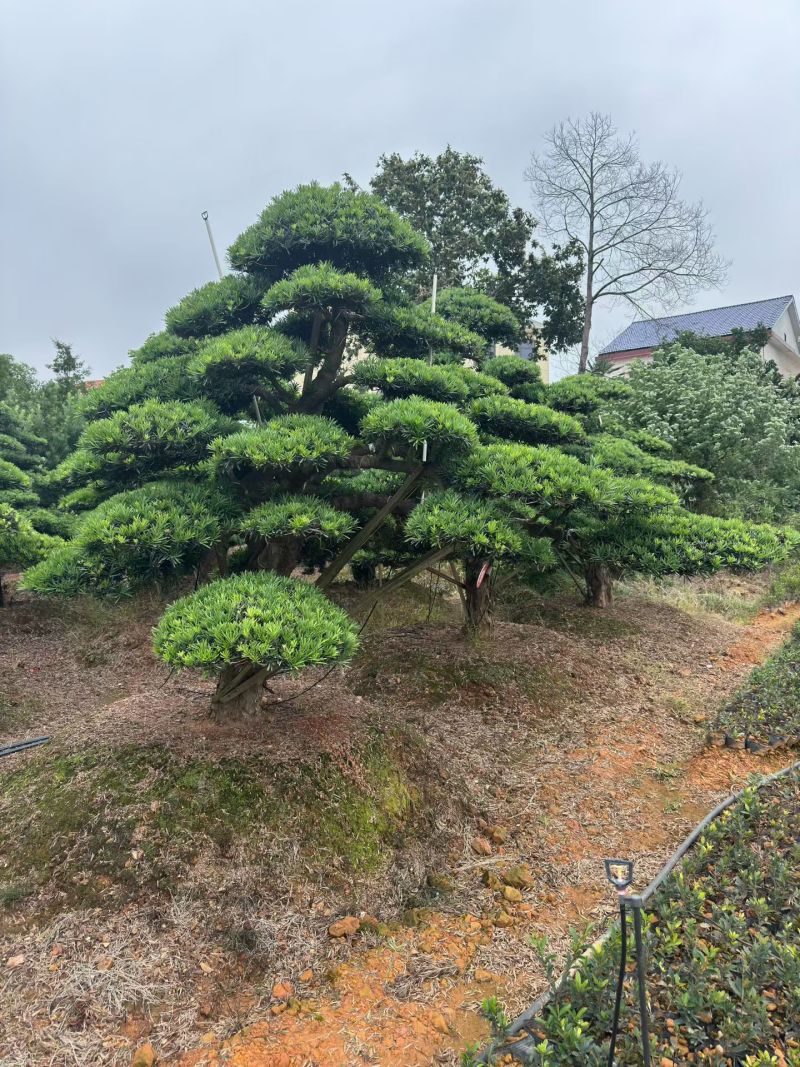 精品造型罗汉松，基地直销，价格优惠，一手货源