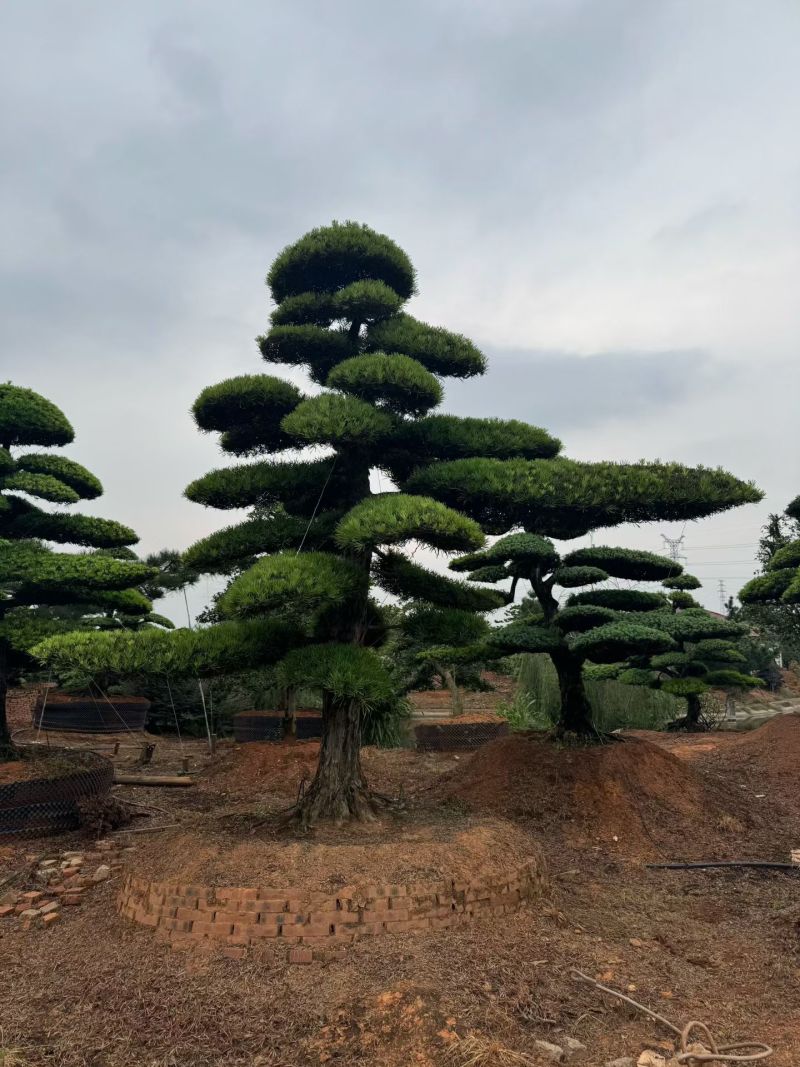 精品造型罗汉松，基地直销，价格优惠，一手货源