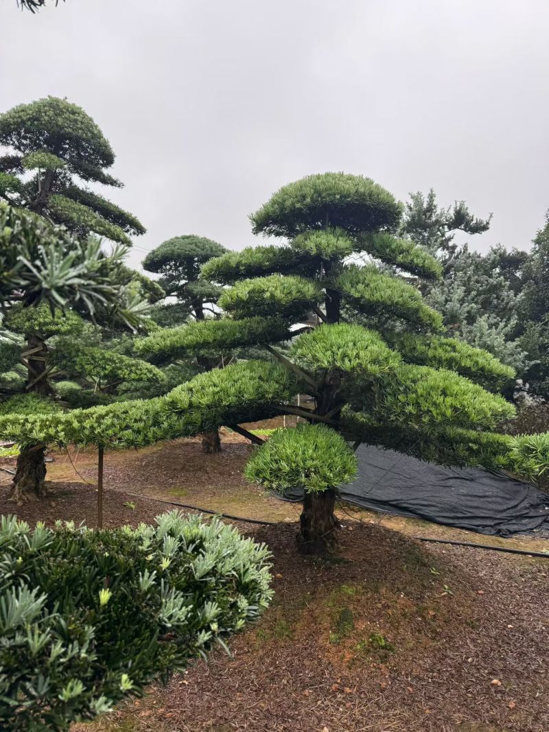 精品造型罗汉松，基地直销，价格优惠，一手货源
