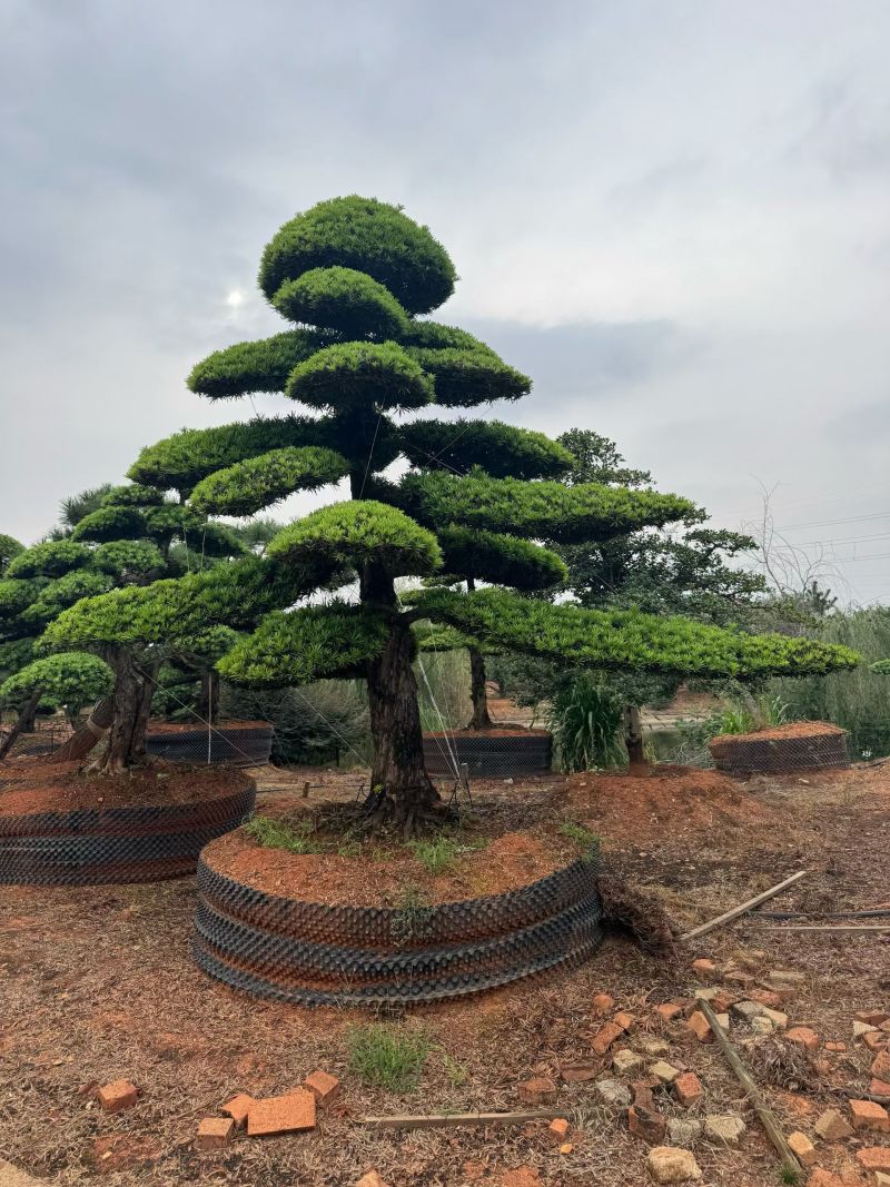 精品造型罗汉松，基地直销，价格优惠，一手货源