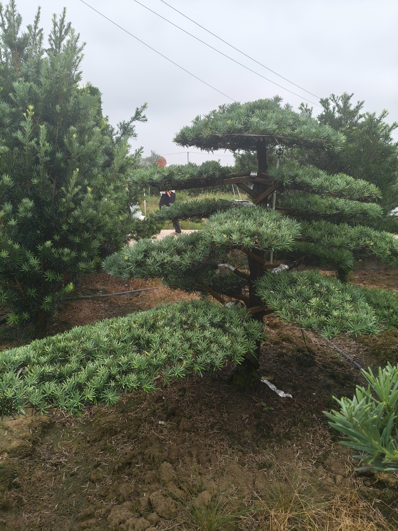 精品造型罗汉松，基地直销，价格优惠，一手货源