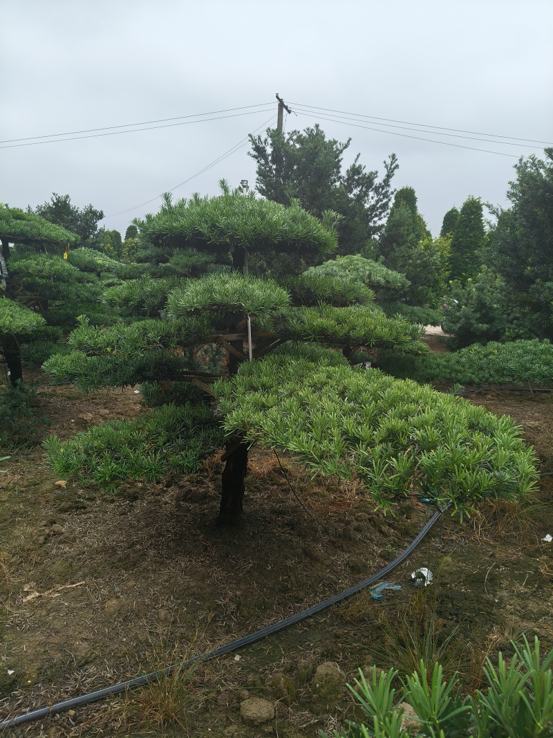 精品造型罗汉松，基地直销，价格优惠，一手货源