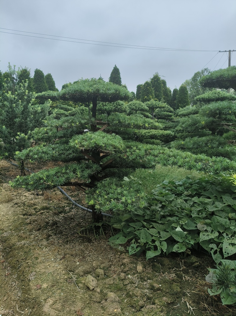 精品造型罗汉松，基地直销，价格优惠，一手货源