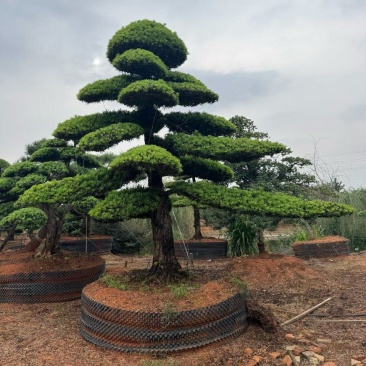 精品造型罗汉松，基地直销，价格优惠，一手货源