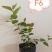 组培花香25蓝莓苗10*10原土原盆分枝多阳台盆栽地栽早熟