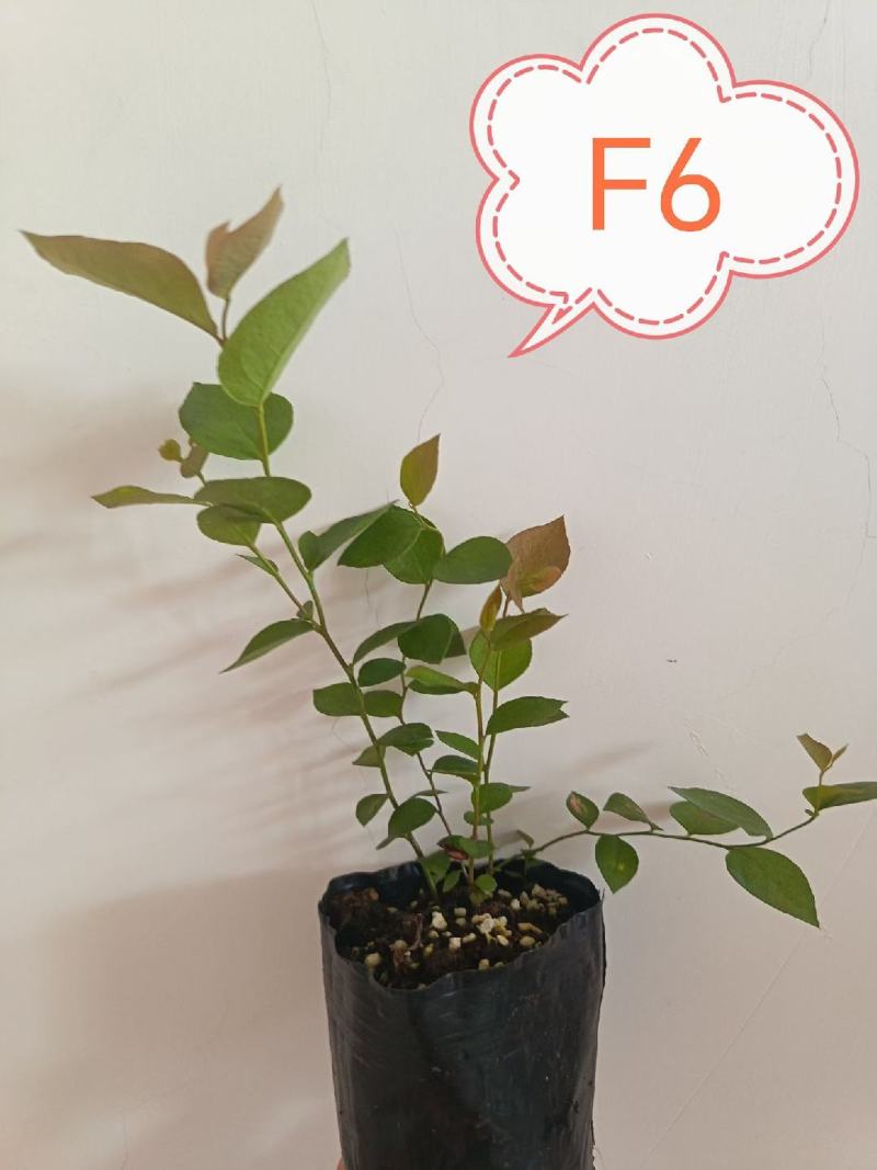 组培花香25蓝莓苗10*10原土原盆分枝多阳台盆栽地栽早熟