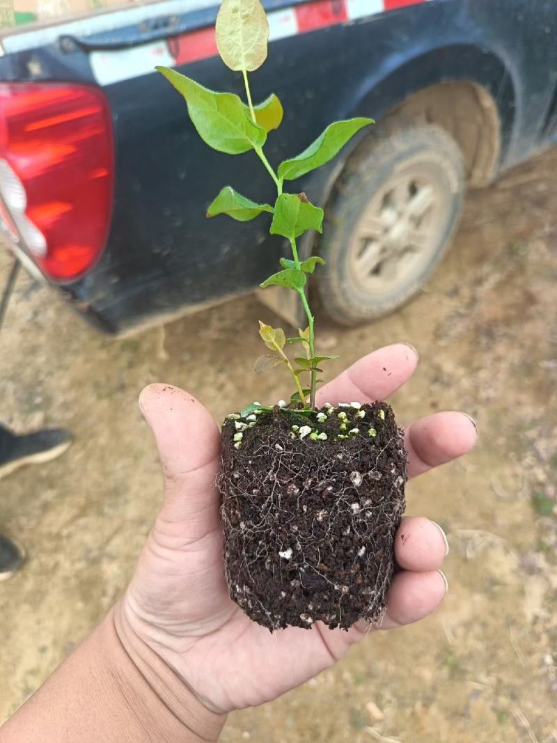 组培花香25蓝莓苗10*10原土原盆分枝多阳台盆栽地栽早熟