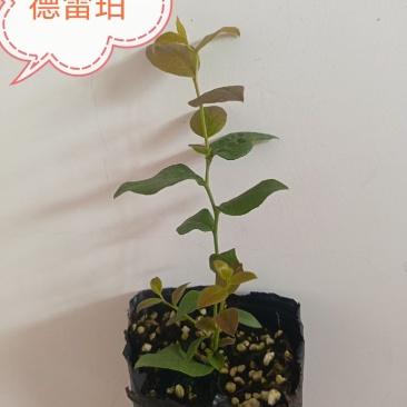 组培花香25蓝莓苗10*10原土原盆分枝多阳台盆栽地栽早熟
