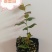 组培花香25蓝莓苗10*10原土原盆分枝多阳台盆栽地栽早熟