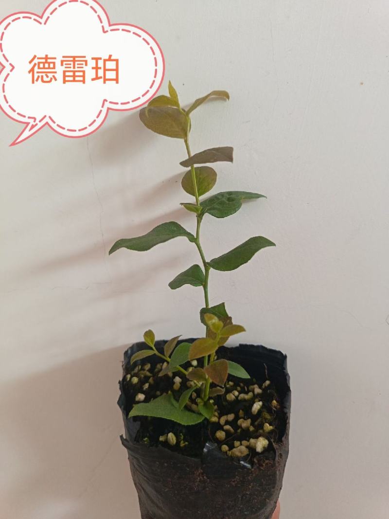 组培花香25蓝莓苗10*10原土原盆分枝多阳台盆栽地栽早熟