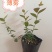 组培花香25蓝莓苗10*10原土原盆分枝多阳台盆栽地栽早熟