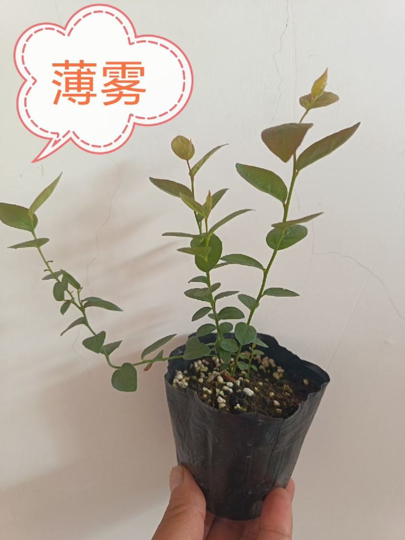 组培花香25蓝莓苗10*10原土原盆分枝多阳台盆栽地栽早熟