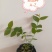 组培花香25蓝莓苗10*10原土原盆分枝多阳台盆栽地栽早熟