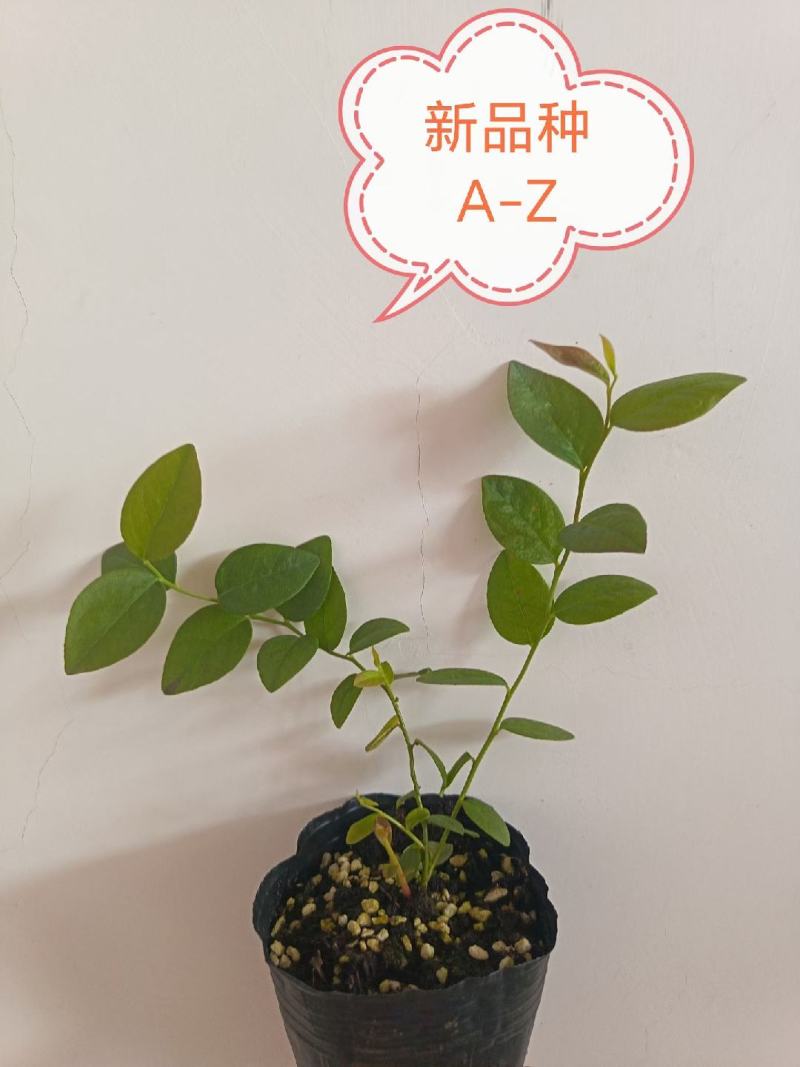 组培花香25蓝莓苗10*10原土原盆分枝多阳台盆栽地栽早熟