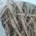 菏泽本地赤芍苗一年赤芍通货包成活免费技术指导