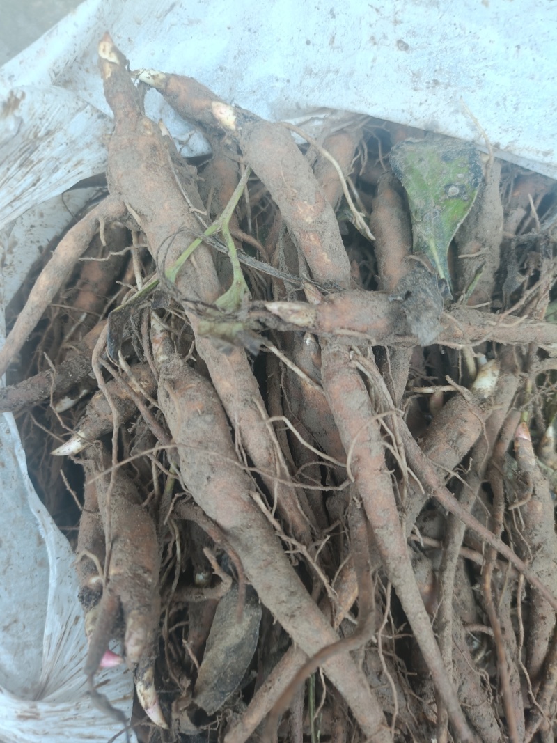 菏泽本地赤芍苗一年赤芍通货包成活免费技术指导