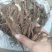 菏泽本地赤芍苗一年赤芍通货包成活免费技术指导