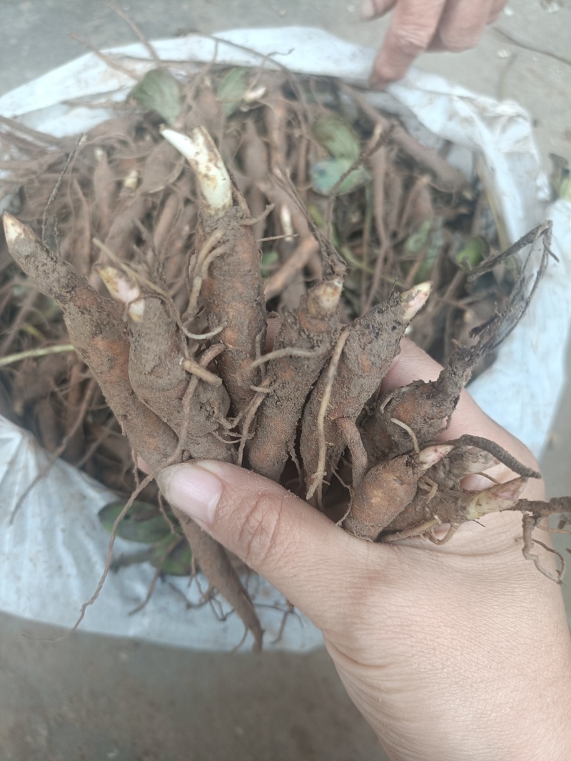 菏泽本地赤芍苗一年赤芍通货包成活免费技术指导