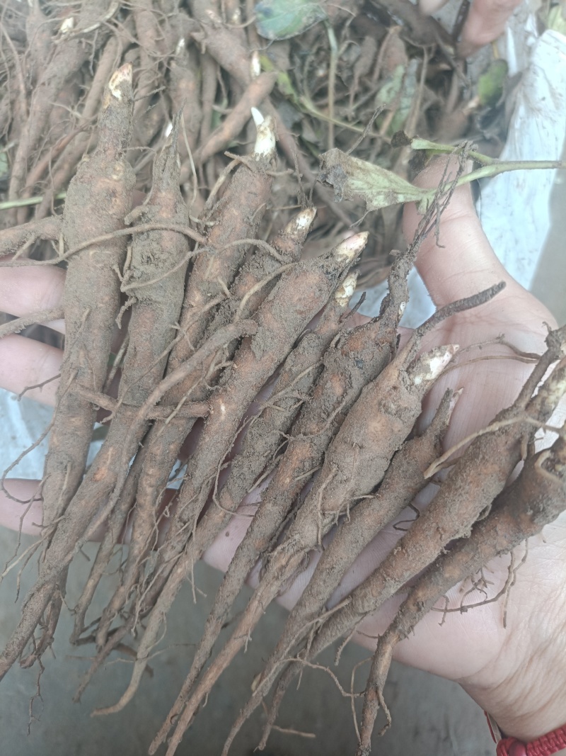 菏泽本地赤芍苗一年赤芍通货包成活免费技术指导