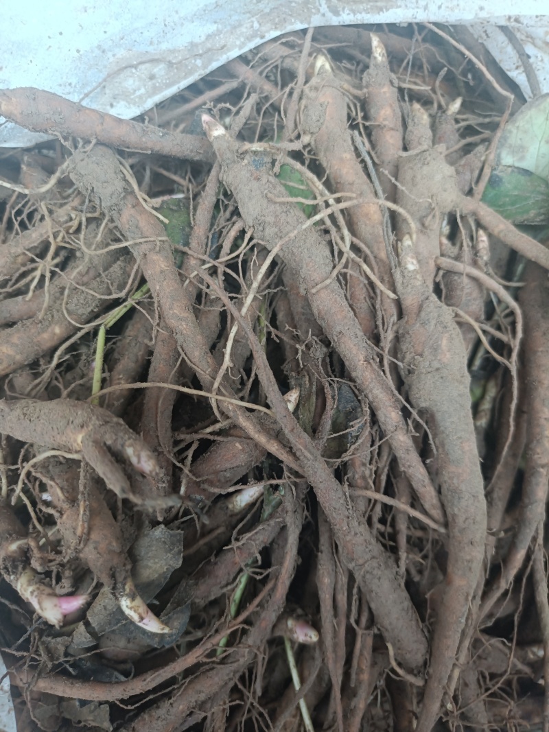 菏泽本地赤芍苗一年赤芍通货包成活免费技术指导