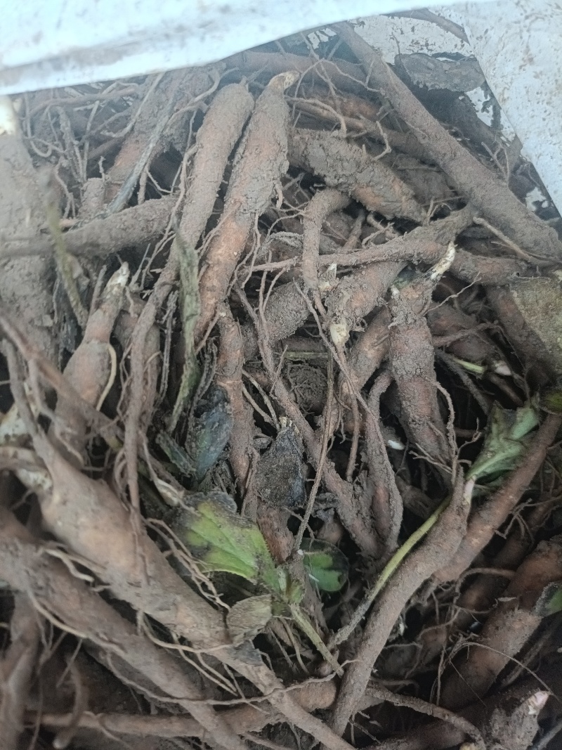 菏泽本地赤芍苗一年赤芍通货包成活免费技术指导