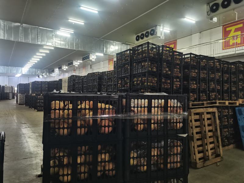 【实力供货】河南突尼斯软籽石榴清甜可口整车走货量大从优